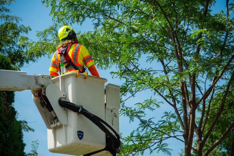Urban Forestry arborist in a lift truck and appropriately in the safety harness